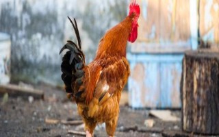 为什么公鸡早上会打鸣，是由于其体内有着极为敏感的生物钟