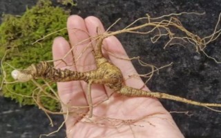丹参的繁殖方法，可分根种植、扦插繁殖和种子繁殖