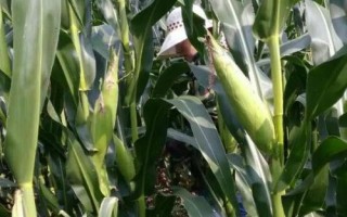 郑原玉435玉米种简介，平均生育期101.5天