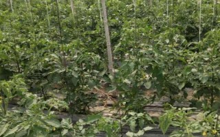 西红柿喷施叶面肥的注意事项，幼果期跟采摘期要增加喷肥次数