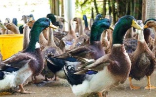 靖西大麻鸭的特点，其体型硕大且产蛋率高