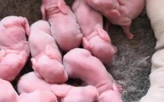 提高兔子繁殖率的方法，关键是要选择合格的种兔