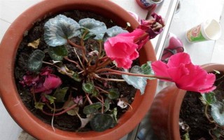 迎客来花蔫了的原因，可能是土壤不适或浇水过多等