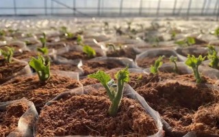 什么时候种植佛手瓜,在4-5月份种植可提高成活率