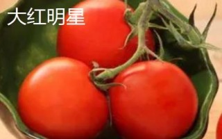 优质高产的番茄品种,包括粉果将军、大红明星等种类