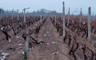 有哪些葡萄催红剂，主要有S-诱抗素、虾红素等