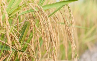 欣两优一号水稻品种的特性，每亩有效穗数16.0万穗