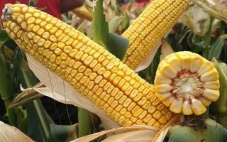 金玉999玉米品种简介，及时防治纹枯病和玉米螟