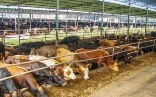 牛可以承受最低多少度，可以承受-15℃的低温