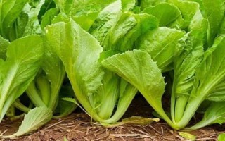 8月底适合种什么蔬菜，茼蒿、芥菜、菠菜等品种均可选择