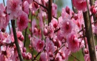 梅花的花期有多长，通常持续一个月左右