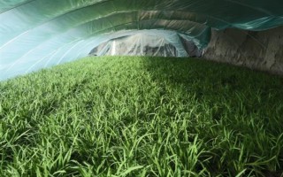 夏季蔬菜育苗要注意什么，及时分苗间苗可让秧苗更粗壮