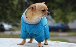 冬天宠物如何保暖，可以给其穿衣或暖窝