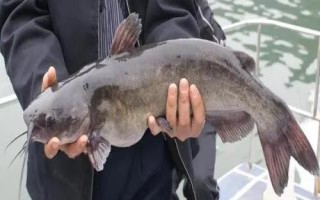 什么是梭边鱼，属于鲶形目、鮰科、真鮰属淡水鱼类