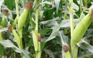 兰乔3019玉米品种简介,春播出苗至成熟129天