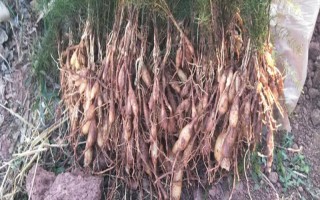 天冬的价格，大概在22-35元一斤