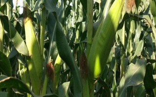 滑玉168玉米种子介绍，中等肥力以上地块栽培