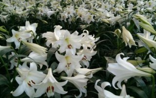 百合花属于蜜源植物吗，不同品种开花时间不同