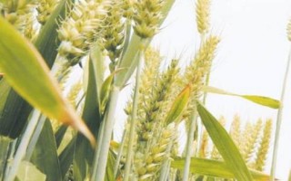 明农18小麦种简介，属偏春性品种