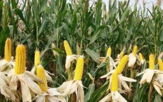 红禾998玉米种简介,春播平均生育期117.4天