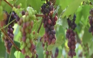 北京市延庆县的特产，包括延庆杏、延庆国光苹果、燕山板栗等种类