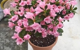 杜鹃花的落叶的原因，可能是浇水过多或出现肥害所致