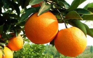 脐橙落叶的原因，可能是土壤酸性较大或根系不良等