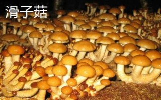 南方适合种哪些水果,海南省和云南省适合种植榴莲