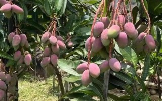 低温对芒果的危害，会造成花药不裂开、柱头受损伤等