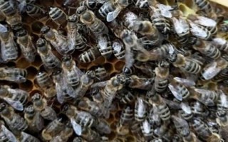 什么是黑蜂，广义上是指身体呈黑色的蜜蜂