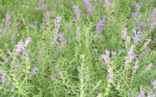 黄芩和黄芪有什么区别，黄芩属于唇形科、黄芪属于豆科