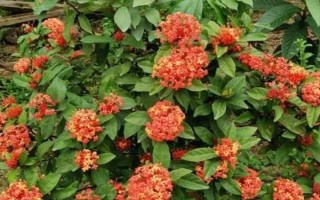 龙船花花谢后如何处理,可以对其进行修剪