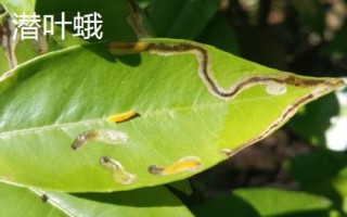 常见的柚类果树病虫害及防治方法，需对症下药