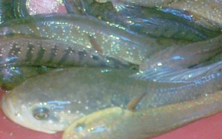 野生七星鱼最大多少斤,最大可达500克以上