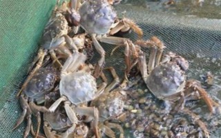 蟹塘放苗后水浑转塘的原因,可能塘口是新开的