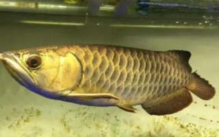 龙鱼为什么会断尾，断尾了还会长出来