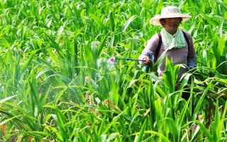 玉米苗后除草剂几天见效，5-7天左右见效