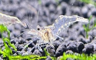 黑壳虾适合多少度的水温,以24-26℃更为合适