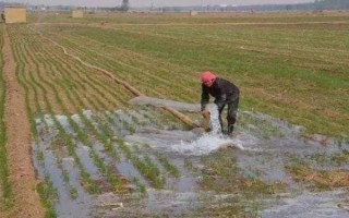 小麦越冬期间为什么会死苗，可能是气候差、品种不耐寒等原因造成