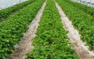 草莓长虫子怎么解决，可加强通风、剪除病叶等