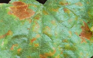 黄瓜红粉病的防治措施，要注意合理密植