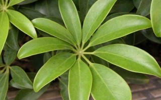 鹅掌木怎么养，每隔5-10天给植株浇水一次