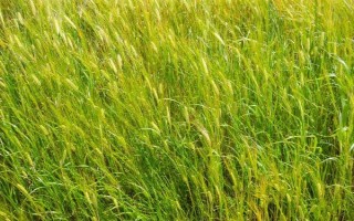 靖麦15号小麦种子特点，全生育期162天