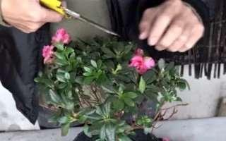 花中西施是什么花，是指的杜鹃花