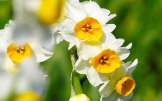 水仙花怎么催花，用暖风吹拂植株可促使它开花