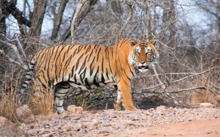 老虎的繁殖期，一般是11月份至翌年2月份左右