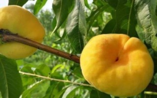 冬黄桃的价格，一斤需要13-15元左右