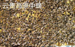 土蜂属于哪种蜜蜂，一般是指中华蜜蜂