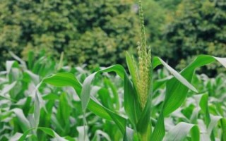 辉青901玉米品种的特性,生育期122天左右