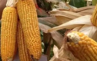 西南地区适合种植的玉米品种，常见的有鄂玉10号、强硕168等